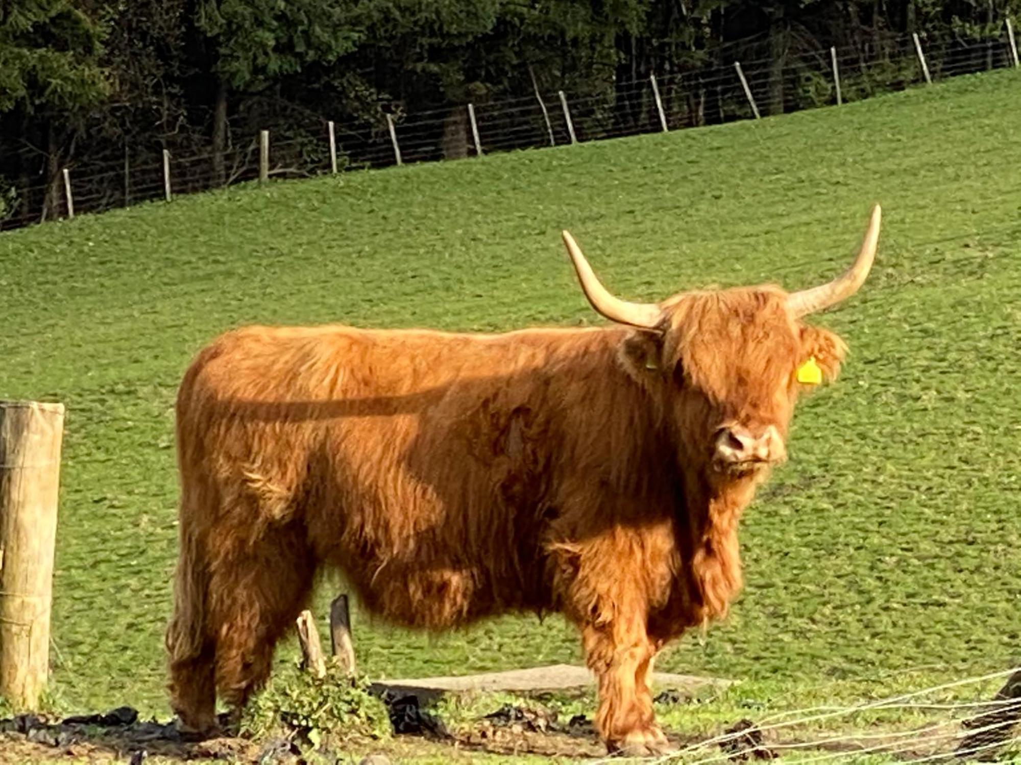 Lyngarrie Villa Dufftown Eksteriør bilde